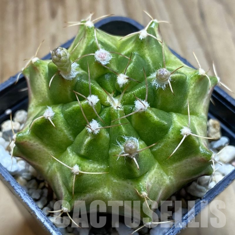 SH5691 Gymnocalycium mihanovichii ‘Neon’ hybrid, seedling