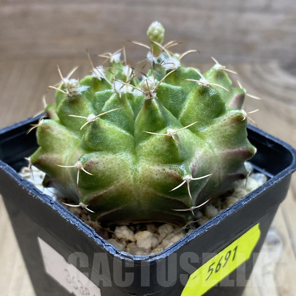 SH5691 Gymnocalycium mihanovichii ‘Neon’ hybrid, seedling - Obrázek 2