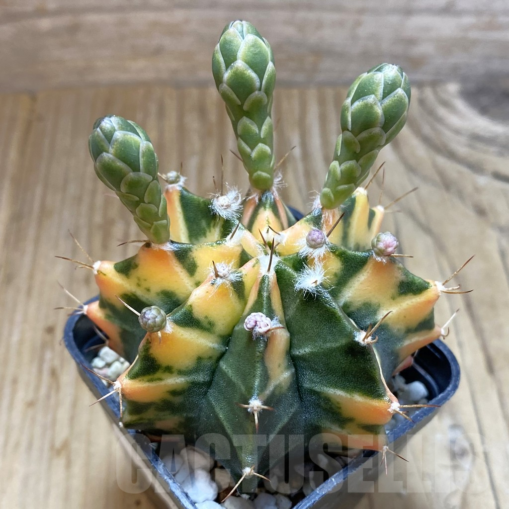 SH5693 Gymnocalycium mihanovichii ‘Sumansiya’