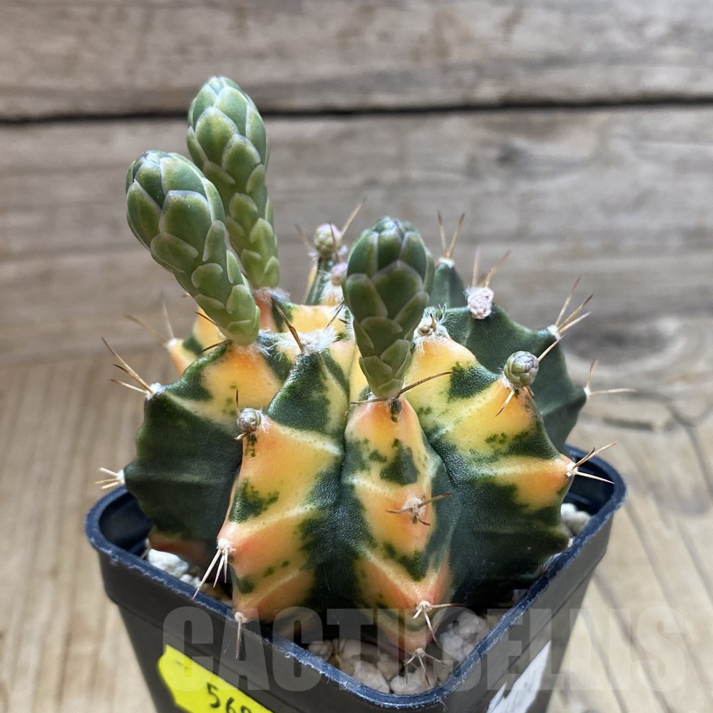 SH5693 Gymnocalycium mihanovichii ‘Sumansiya’ - Obrázek 2