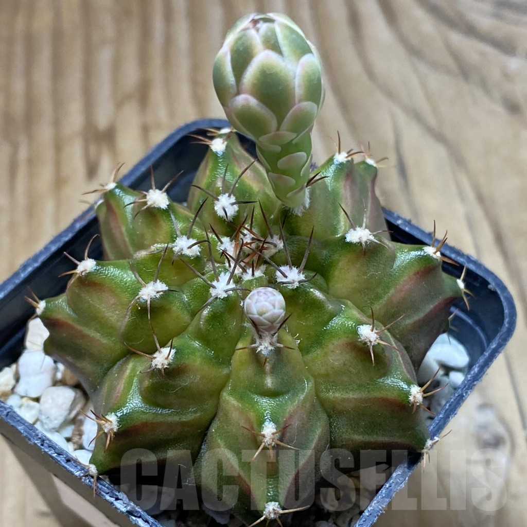 SH5697 Gymnocalycium mihanovichii ‘Neon’ hybrid, seedling