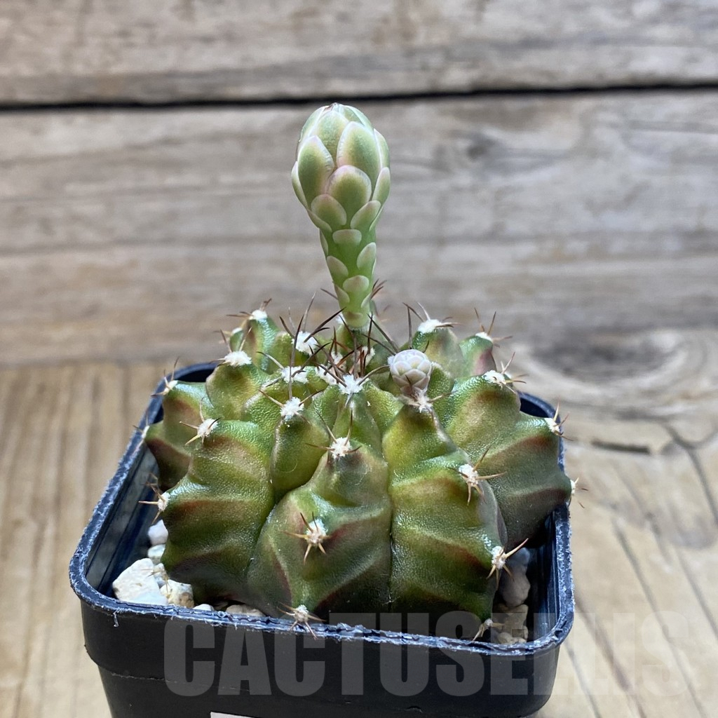 SH5697 Gymnocalycium mihanovichii ‘Neon’ hybrid, seedling - Obrázek 2