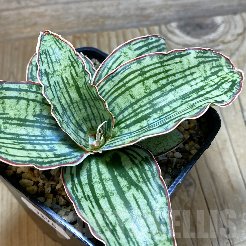 SH7896 Sansevieria 'Cleopatra'