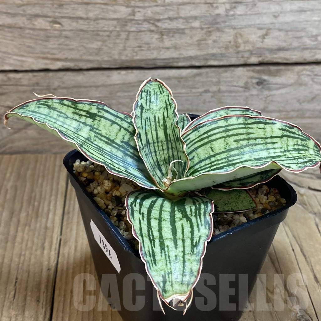 SH7896 Sansevieria 'Cleopatra' - Image 2