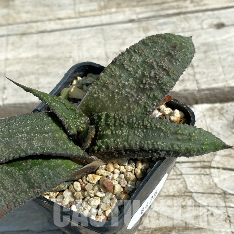 SH8475 Gasteria ellaphieae hybrid