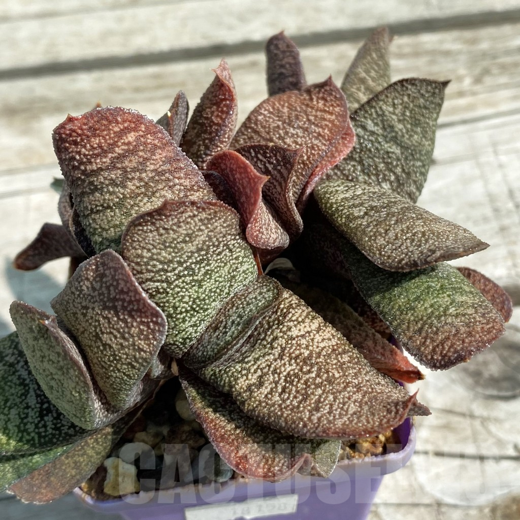 SH8487 Gasteria batesiana