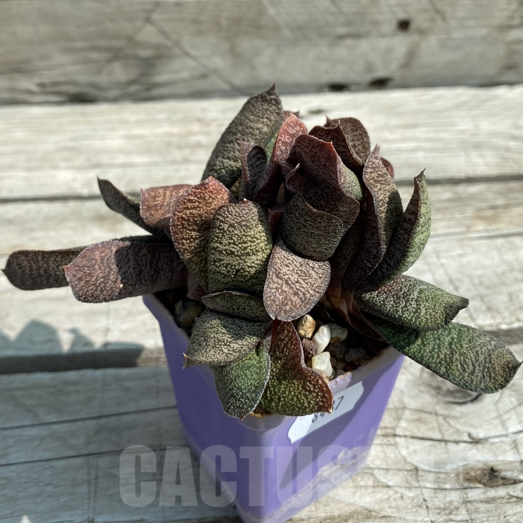 SH8487 Gasteria batesiana - Image 2