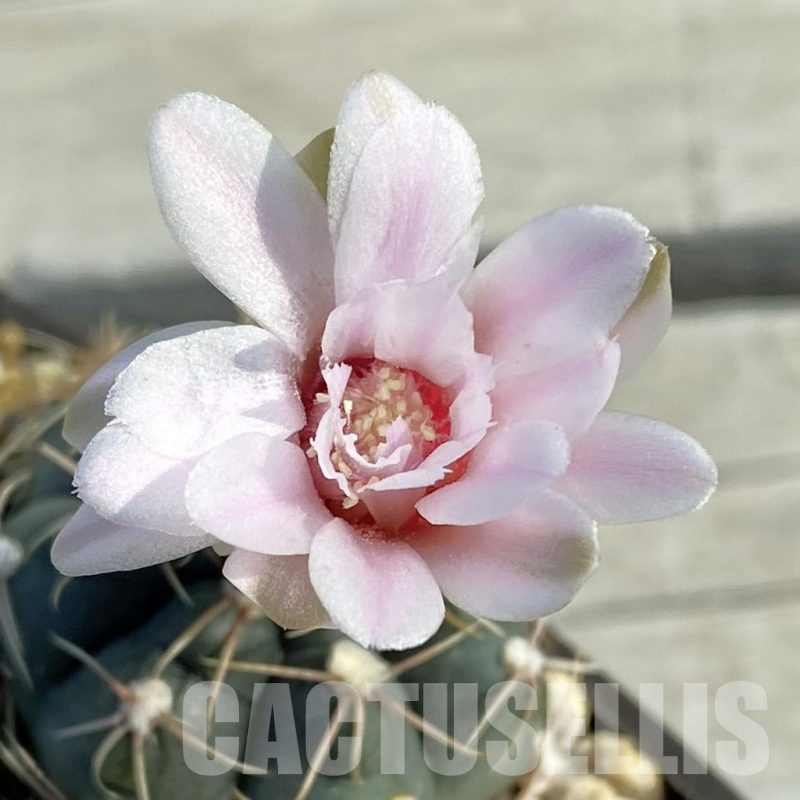 SET211 Gymnocalycium gaponii VG 503, seedling