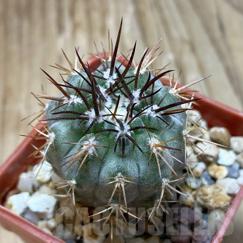 SH142 Neochilenia simulans