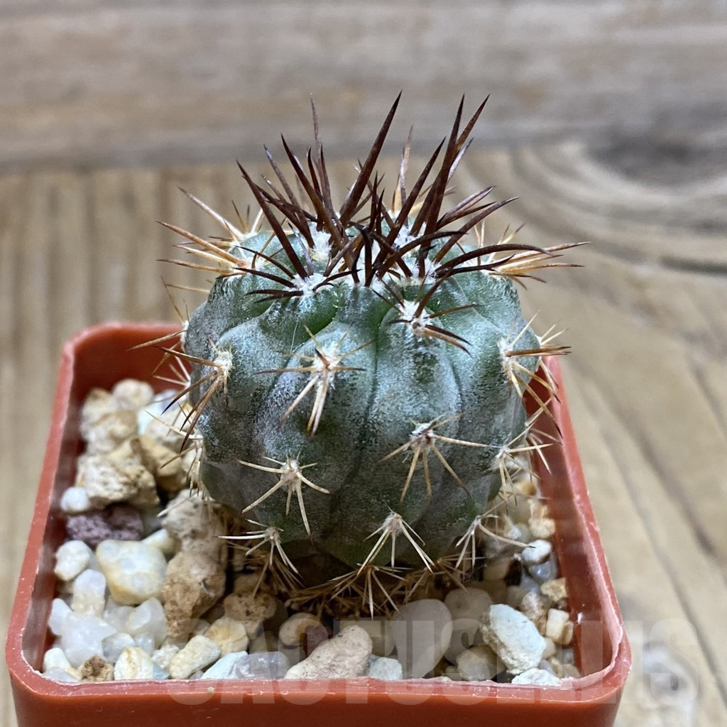 SH142 Neochilenia simulans - Image 2