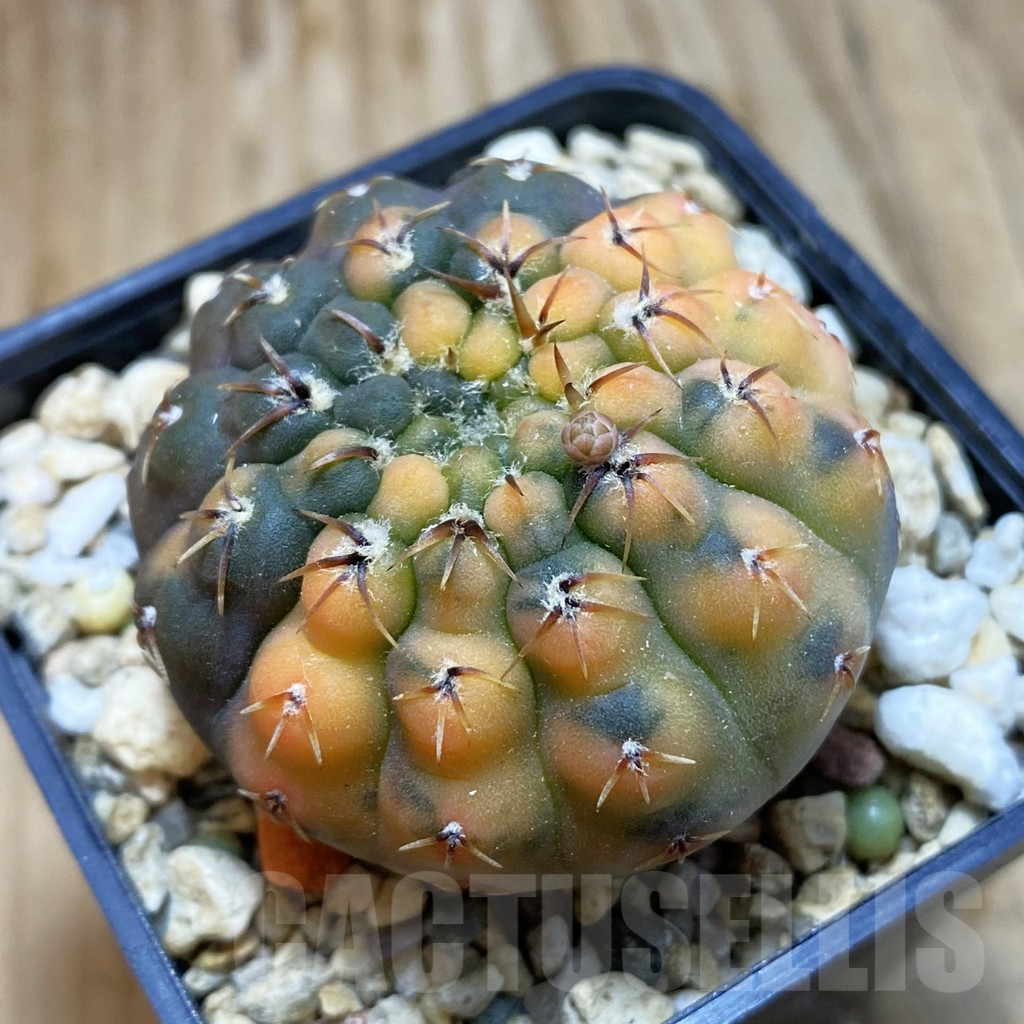SH258 Gymnocalycium stellatum f. variegata, seedling
