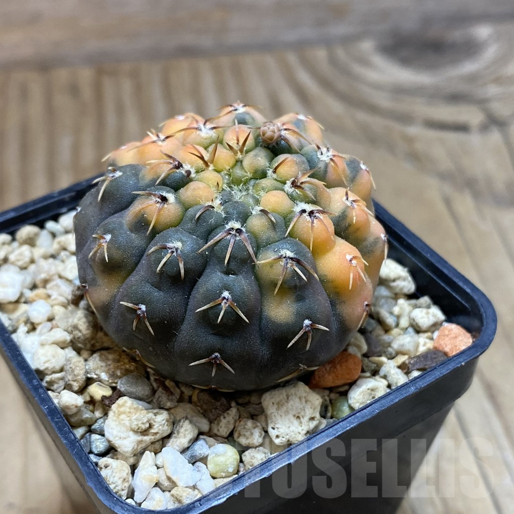 SH258 Gymnocalycium stellatum f. variegata, seedling - immagine 2