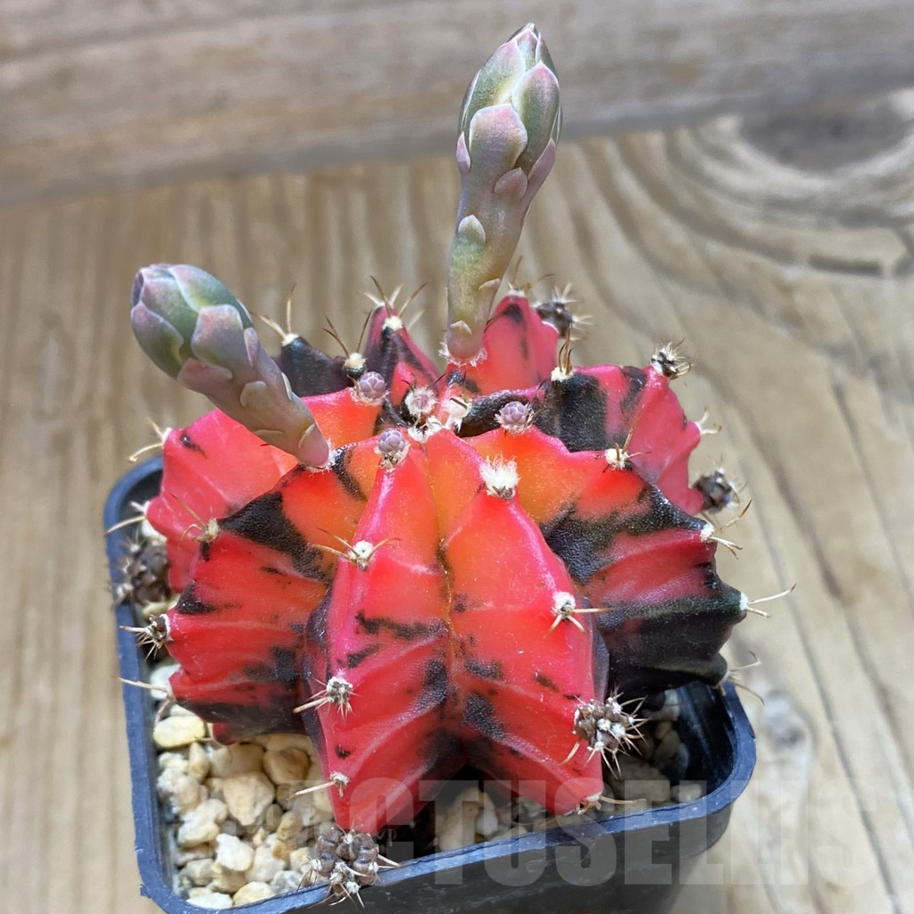 SH274 Gymnocalycium mihanovichii ‘Mexican Cherry’