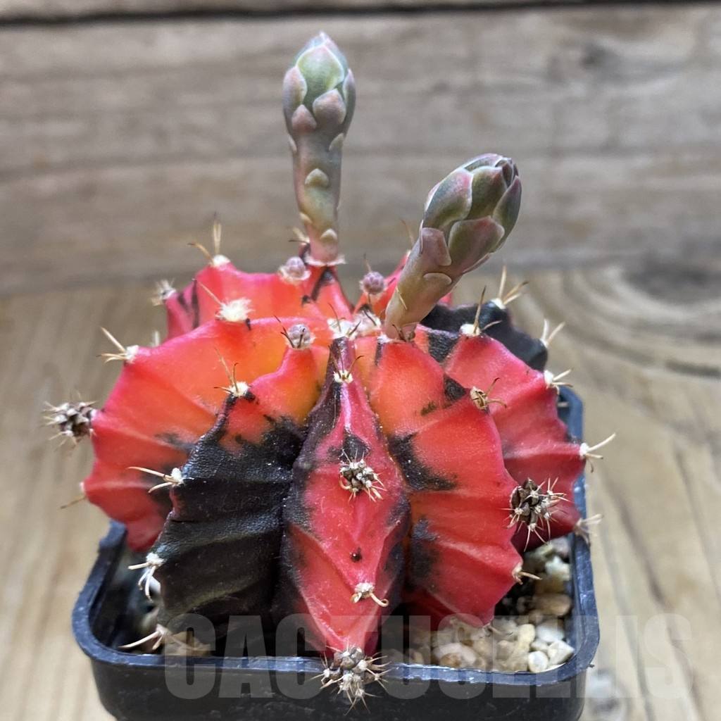 SH274 Gymnocalycium mihanovichii ‘Mexican Cherry’ - Image 2