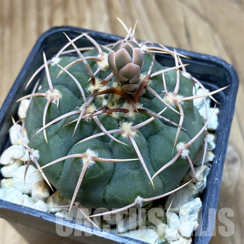 SH414 Gymnocalycium ochoterenae VG 250
