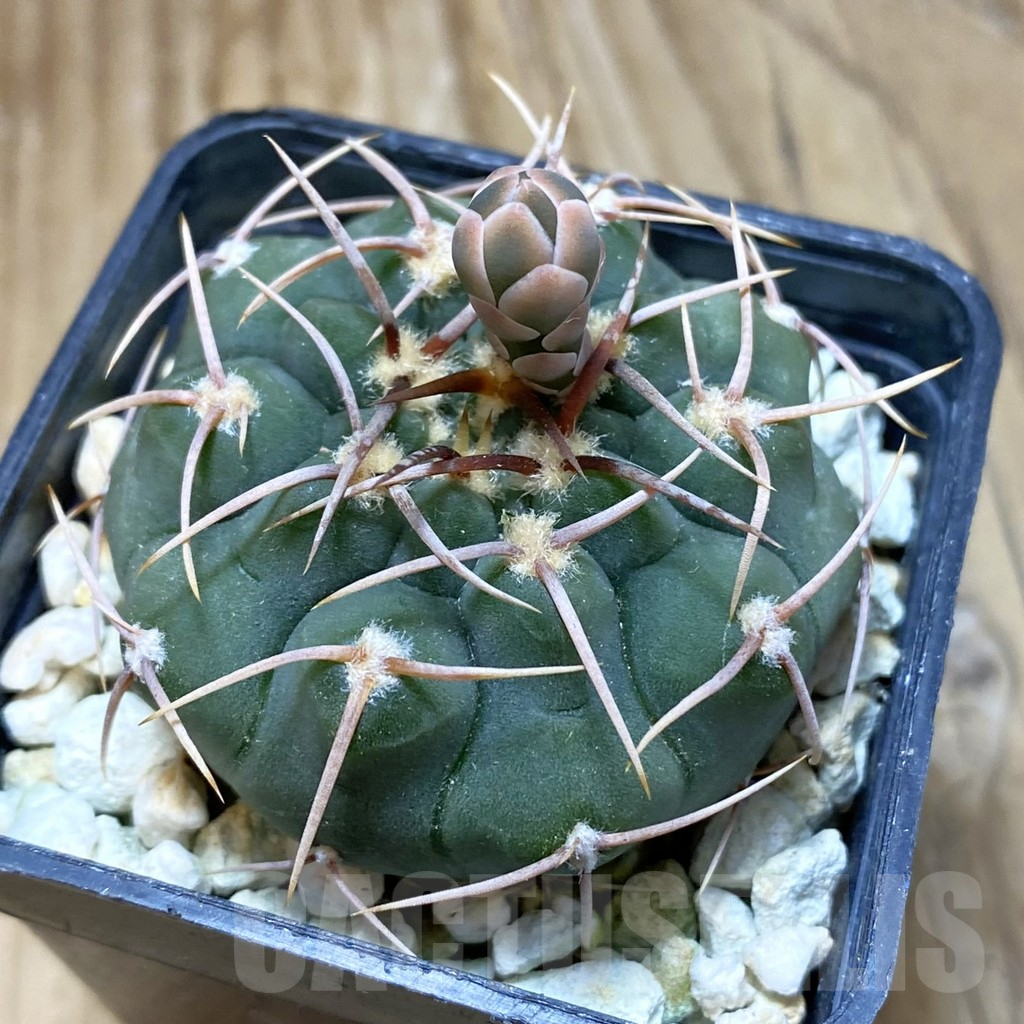 SH414 Gymnocalycium ochoterenae VG 250