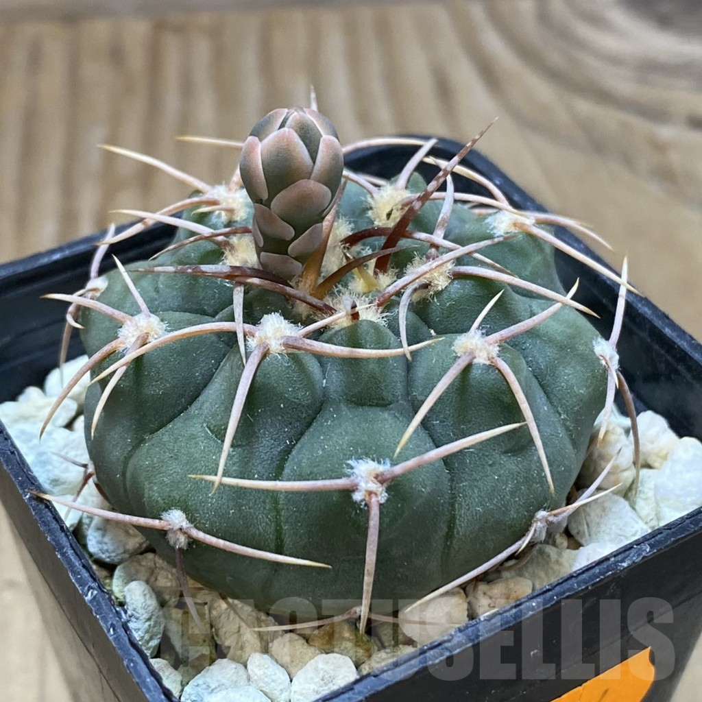 SH414 Gymnocalycium ochoterenae VG 250 - Image 2