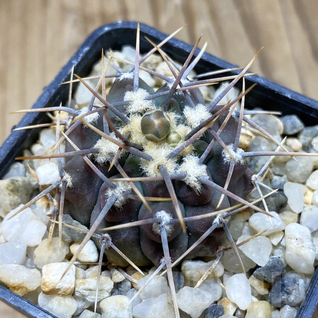 SH547 Gymnocalycium vatteri