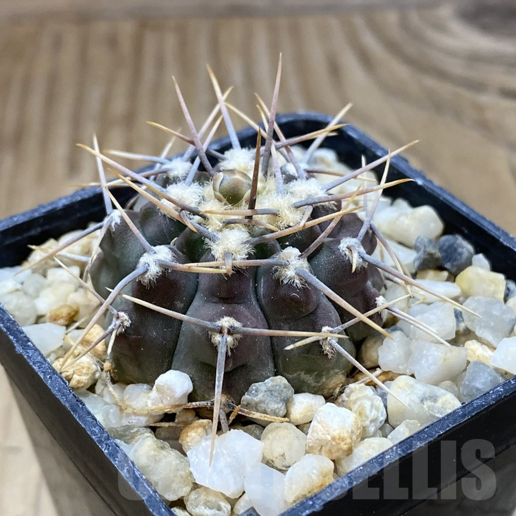 SH547 Gymnocalycium vatteri - 画像 (2)