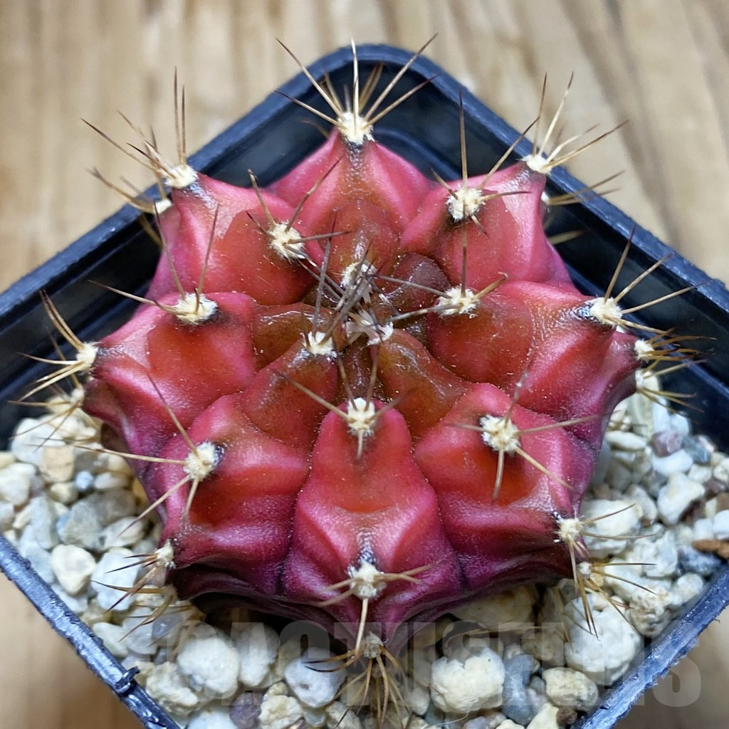 SH722 Gymnocalycium mihanovichii ‘Neon Pink’ hybrid