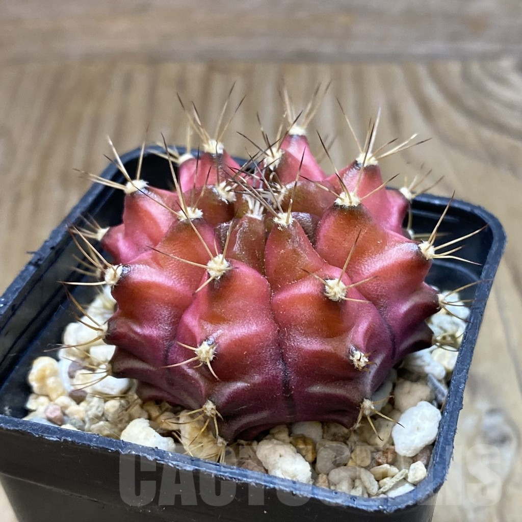 SH722 Gymnocalycium mihanovichii ‘Neon Pink’ hybrid – Bild 2