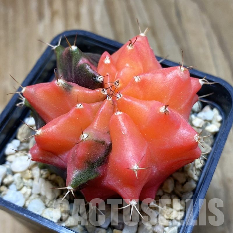 SH878 Gymnocalycium mihanovichii ‘Transformer’ f. variegata hybrid, seedling