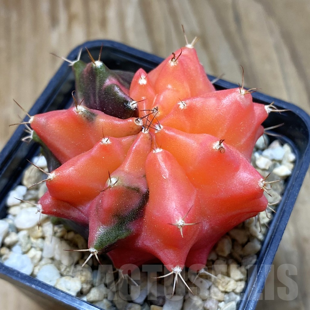 SH878 Gymnocalycium mihanovichii ‘Transformer’ f. variegata hybrid, seedling