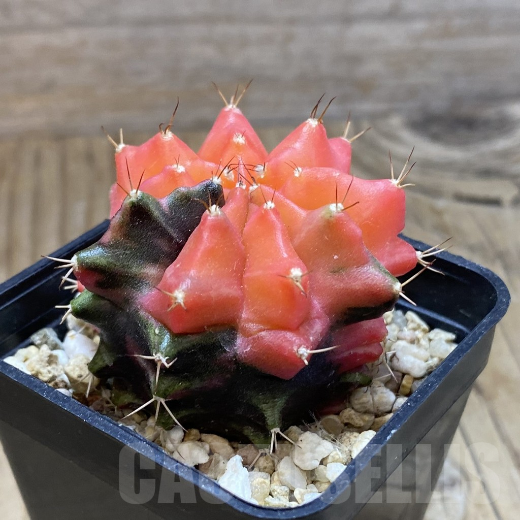 SH878 Gymnocalycium mihanovichii ‘Transformer’ f. variegata hybrid, seedling - Image 2