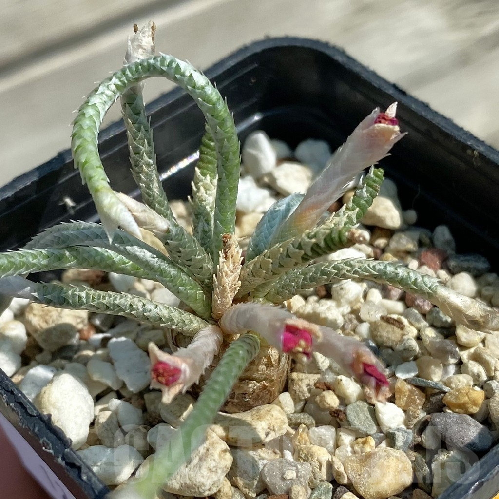 SH12066 Avonia alstonii, pink flower