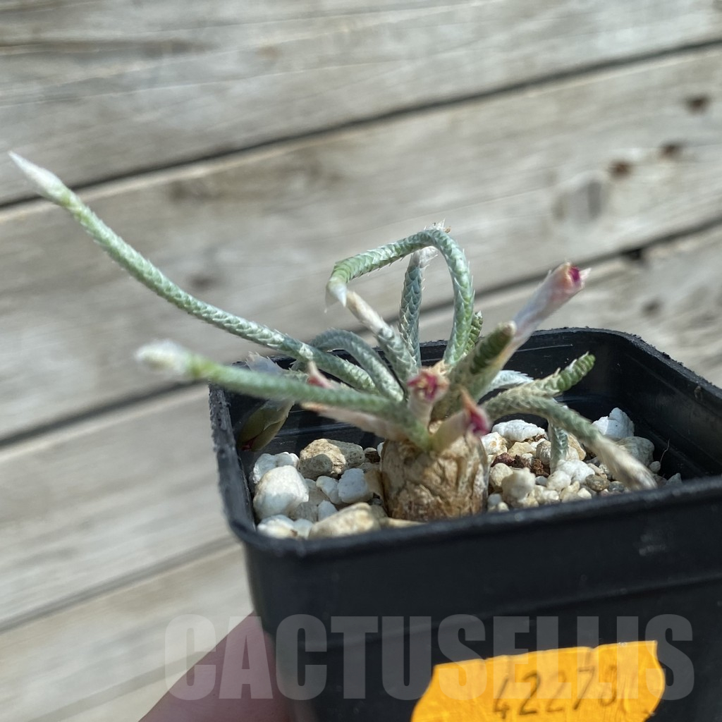 SH12066 Avonia alstonii, pink flower - Image 2