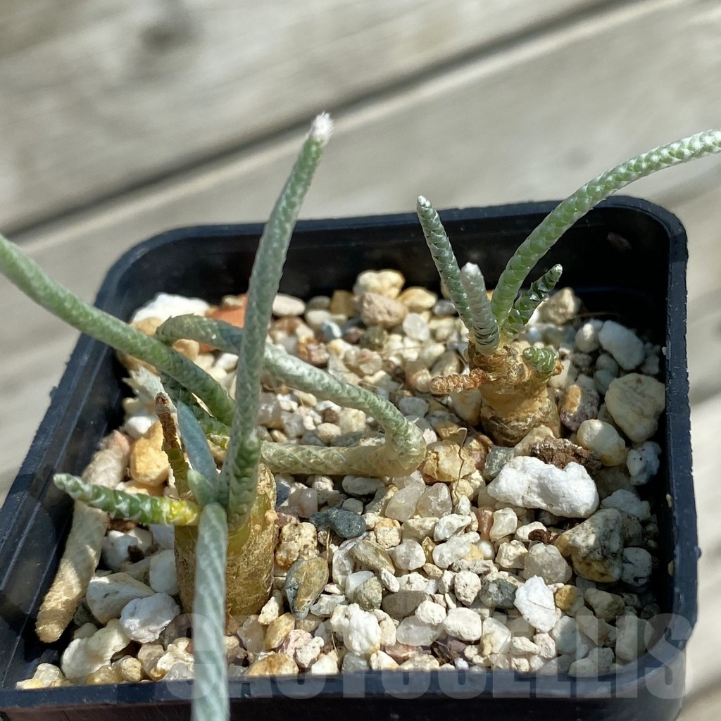 SH12067 Avonia quinaria, 2 plants