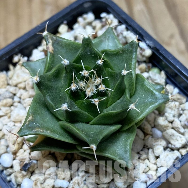 SH14829 Obregonia denegrii ex f. variegata