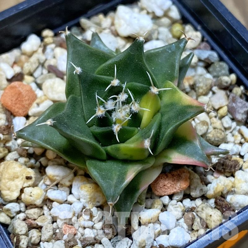 SH14830 Obregonia denegrii f. variegata