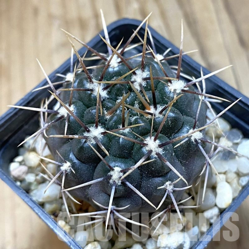 SH14832 Gymnocalycium aff. gibbosum