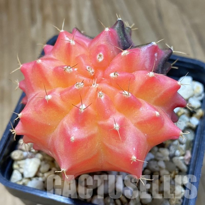 SH14836 Gymnocalycium mihanovichii ‘Transformer’ f. variegata, seedling