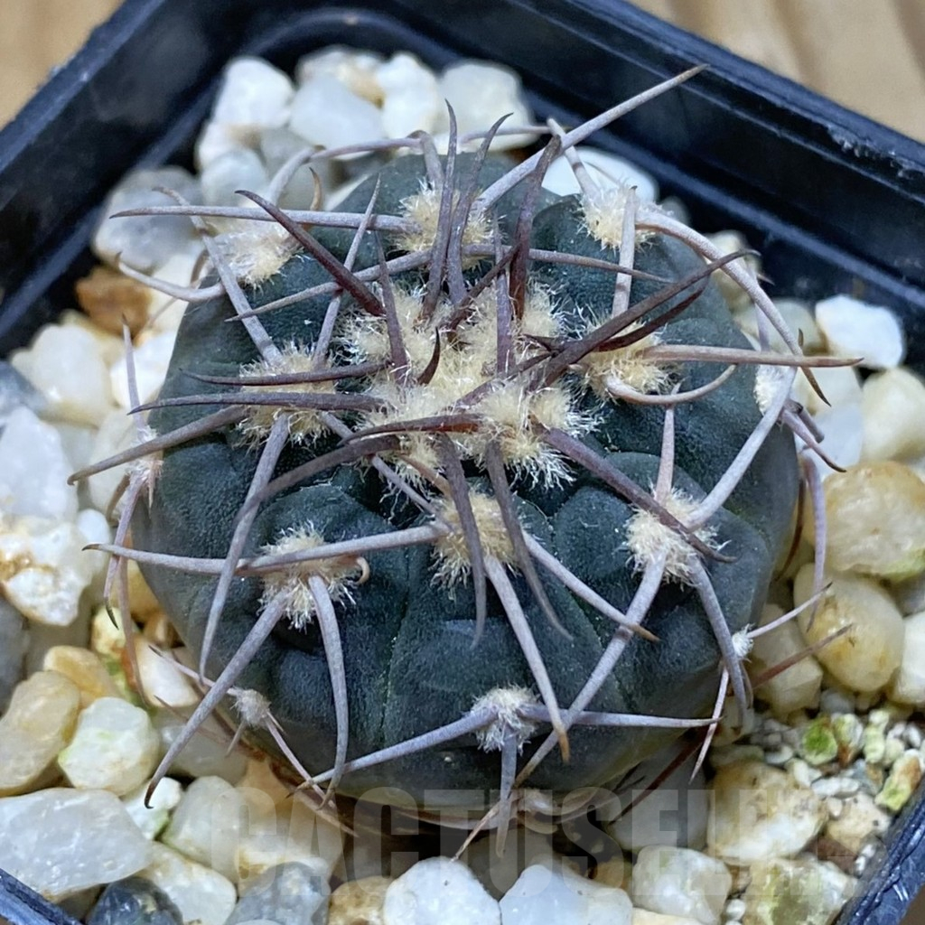 SH14840 Gymnocalycium spegazzinii