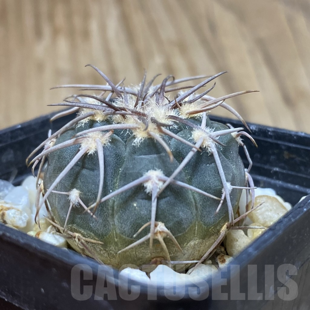 SH14840 Gymnocalycium spegazzinii - Imagen 2
