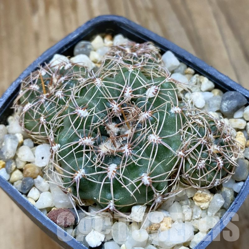 SH14841 Gymnocalycium aff. bruchii