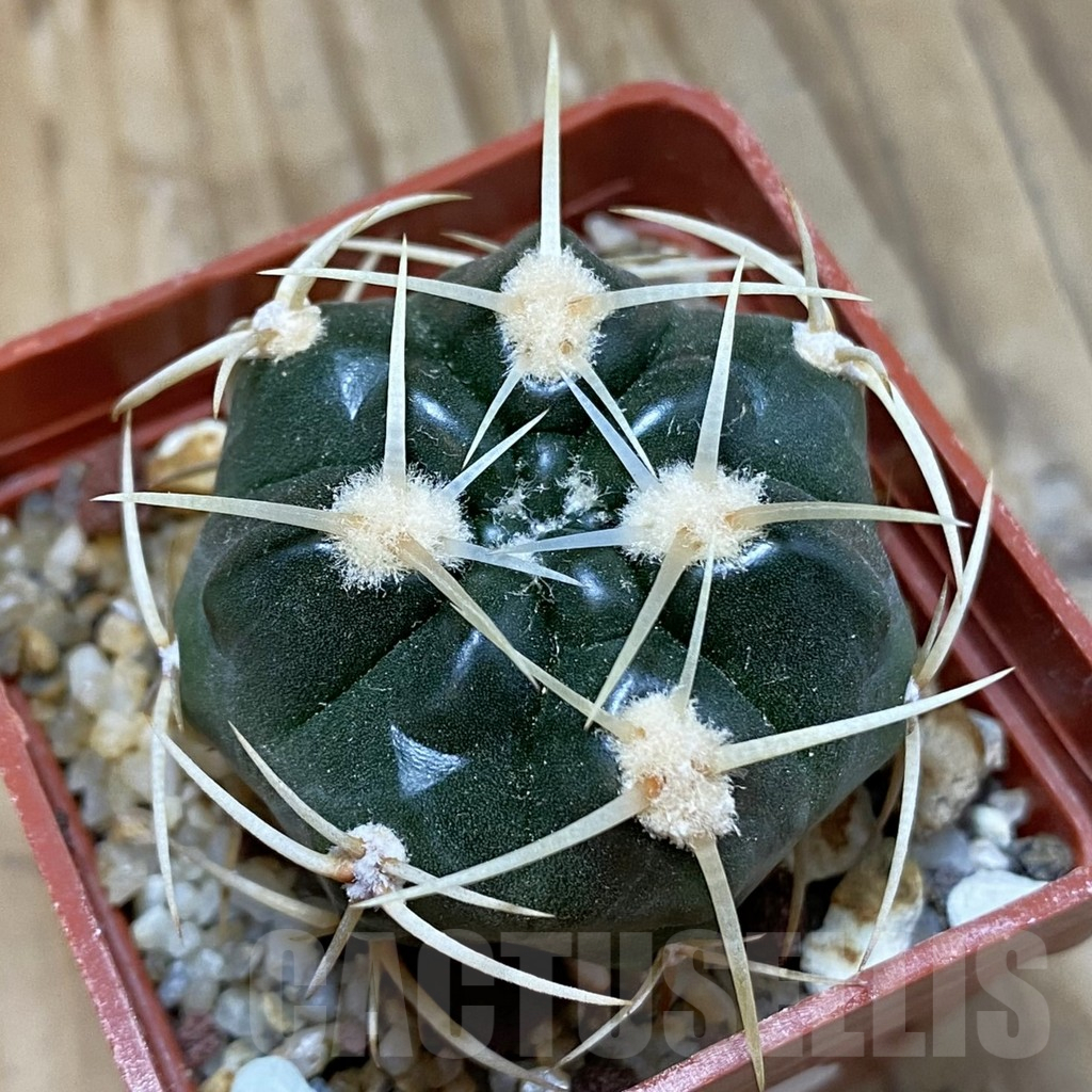 SH14842 Gymnocalycium monvillei