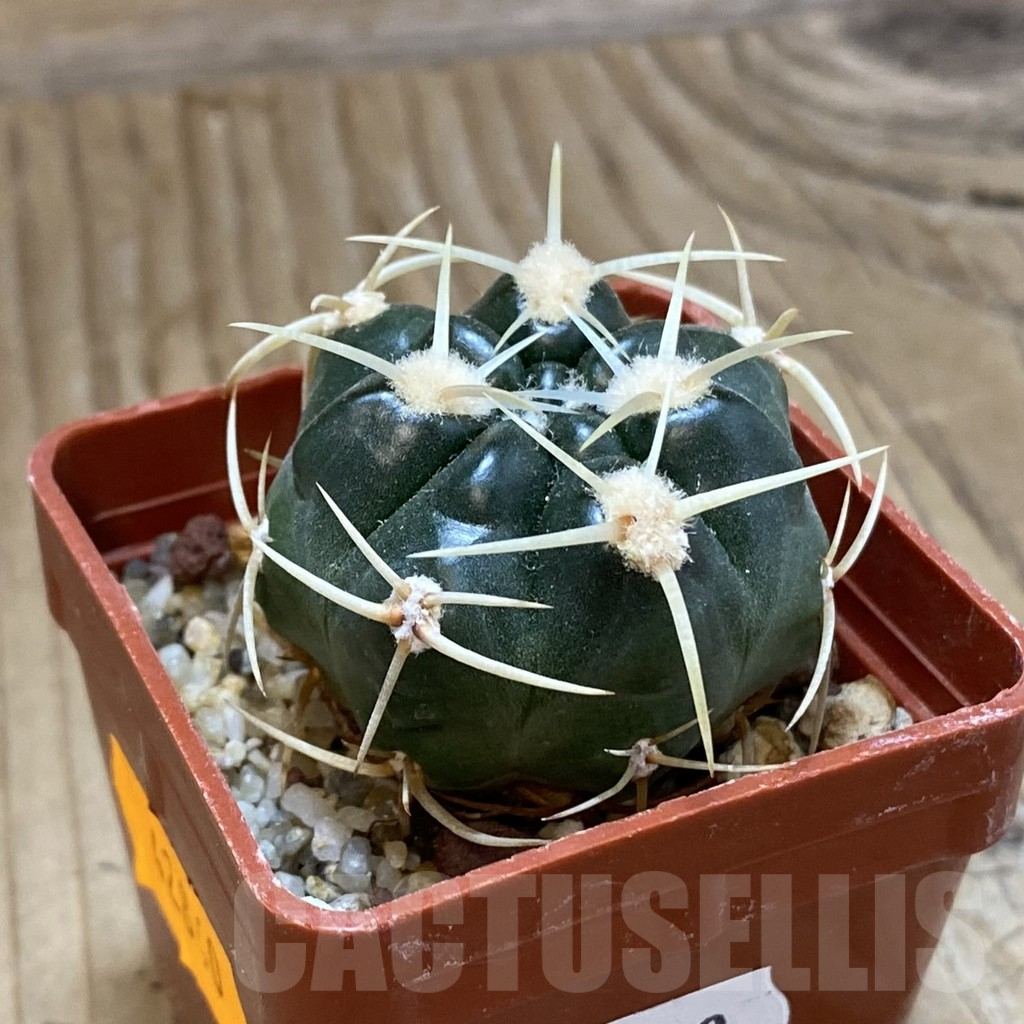 SH14842 Gymnocalycium monvillei - Obrázek 2