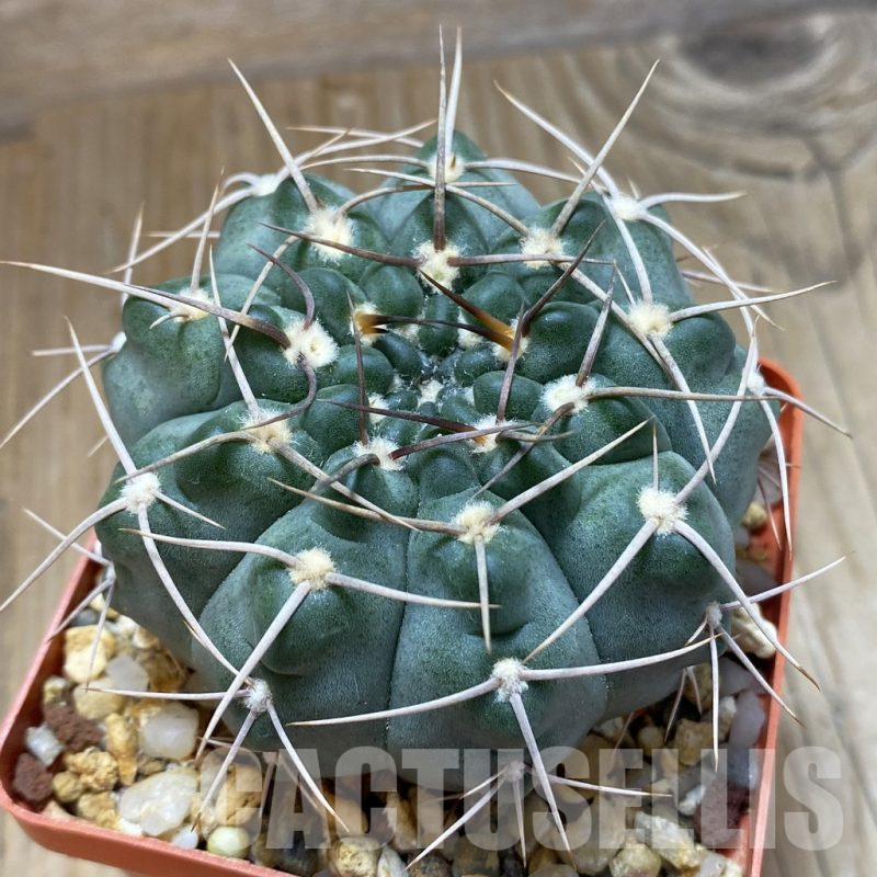 SH14983 Gymnocalycium intertextum, long spines, old 6 years