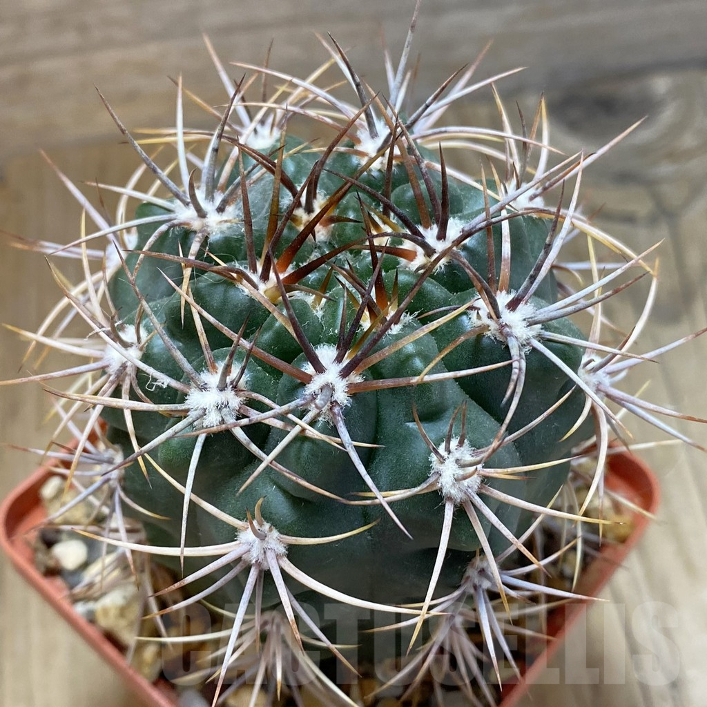 SH14984 Gymnocalycium mostii, old 6 years -Uritorco, Argentina-