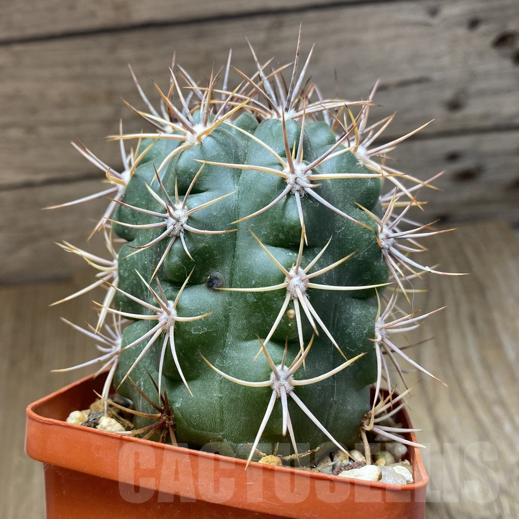 SH14984 Gymnocalycium mostii, old 6 years -Uritorco, Argentina- - Image 2
