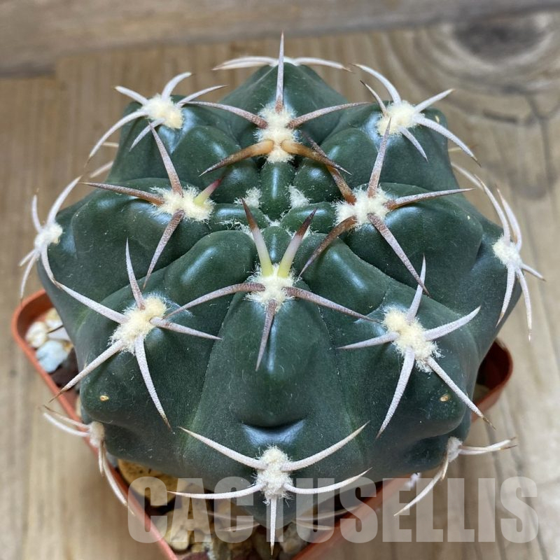 SH14986 Gymnocalycium orientale v. vikulovii, old 6 years