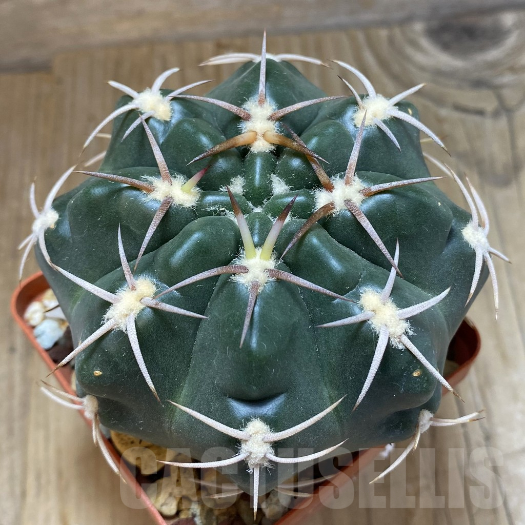 SH14986 Gymnocalycium orientale v. vikulovii, old 6 years