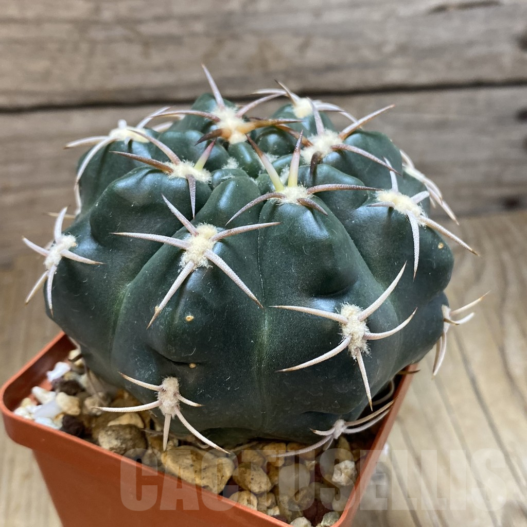 SH14986 Gymnocalycium orientale v. vikulovii, old 6 years - Image 2