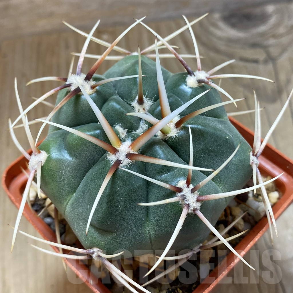 SH14987 Gymnocalycium monvillei, hard spines, old 6 years