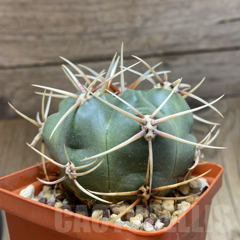 SH14987 Gymnocalycium monvillei, hard spines, old 6 years - Image 2