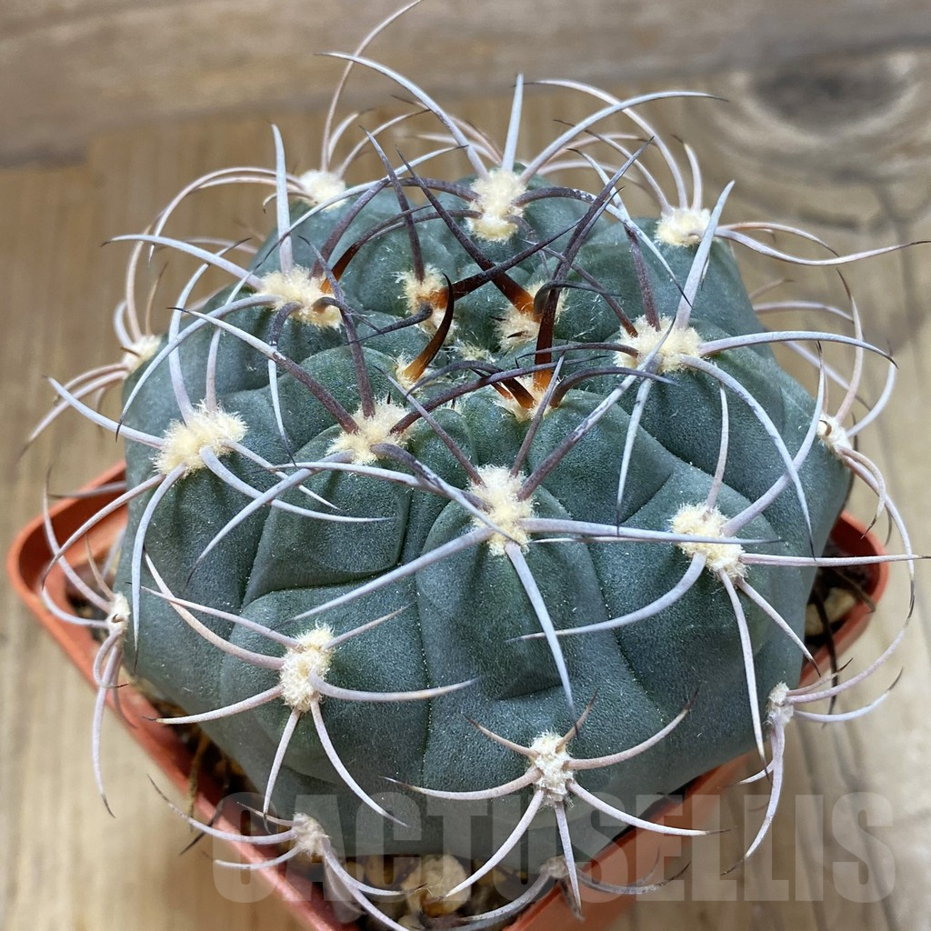 SH14988 Gymnocalycium ambatoense, old 6 years