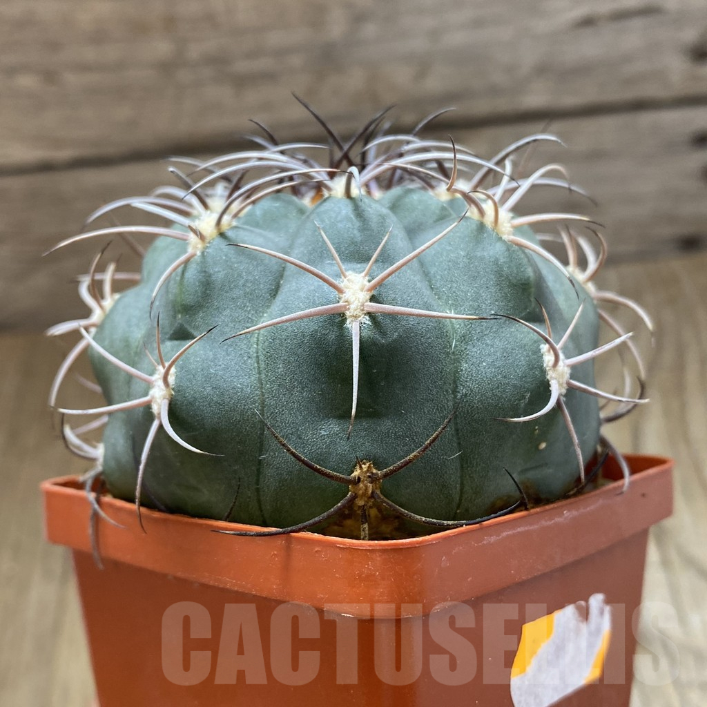 SH14988 Gymnocalycium ambatoense, old 6 years - immagine 2